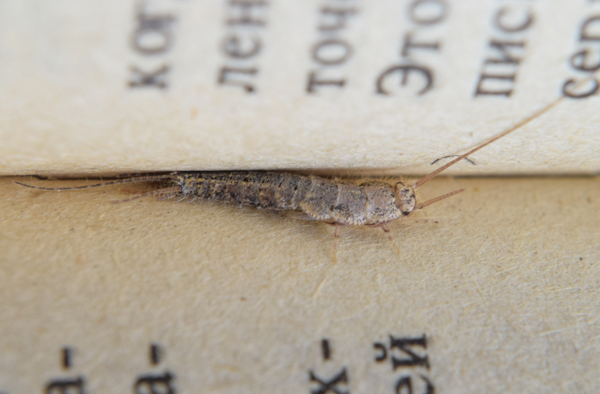 Insect feeding on paper - silverfish. Pest books and newspapers.