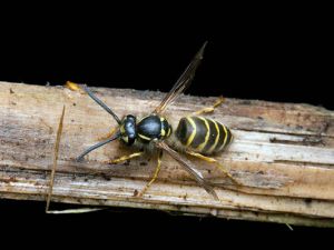 Yellow Jackets (Hornets)