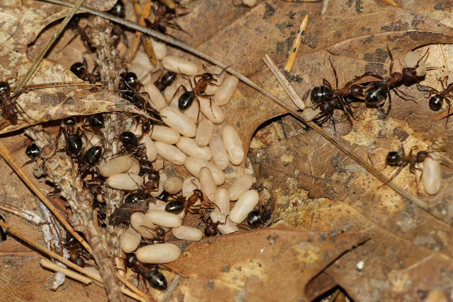 Ants crawling inside of home on the floor