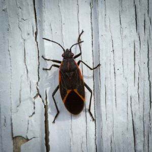 Boxelder Bug