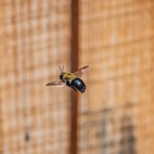 Carpenter Bees