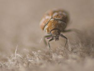 Carpet Beetle