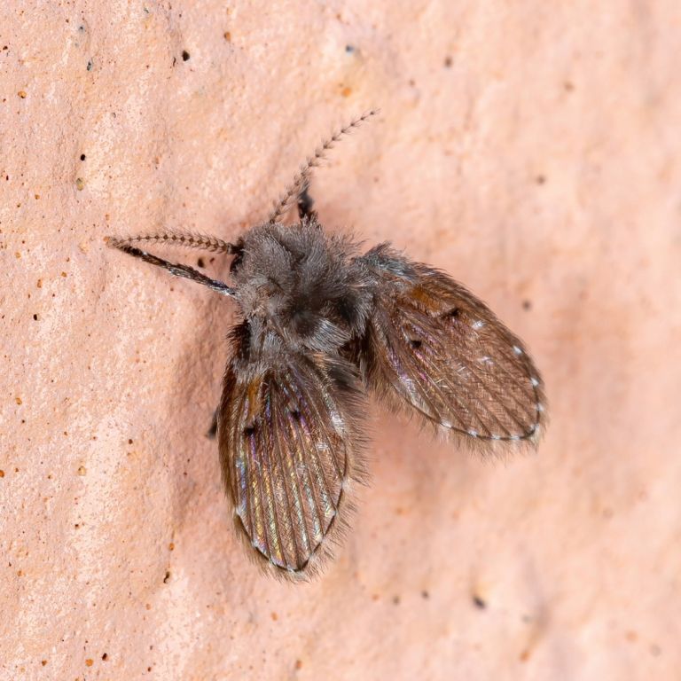 drain fly