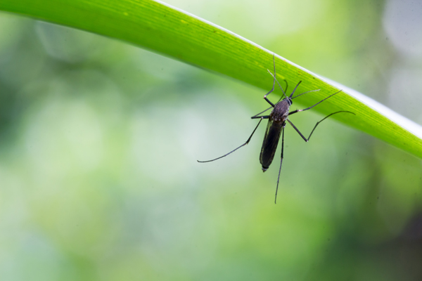 Aedes aegypti Mosquito. Close up a Mosquito Mosquito on leaf
