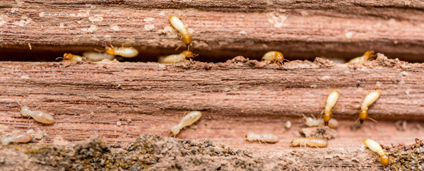 Old and grunge wood board was eatine by group of termites