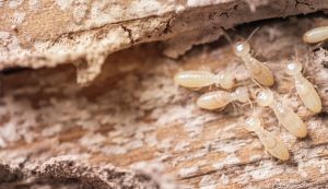 Subterranean Termite