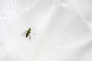 Greenhead Horse Fly
