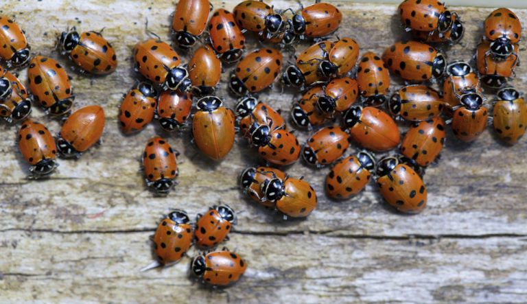 a large group of ladybugs on a piece of wood.