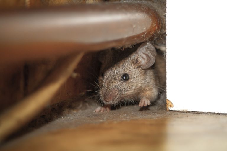 Close up shot of mouse peeking out of the dusty hole behind white furniture and under copper pipe. One paw is raised up like he is greeting.