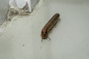 Millipedes