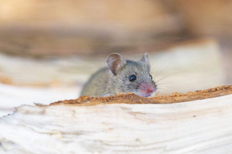 a mouse peeking over a log