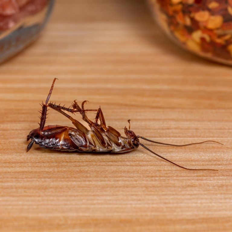Dead oriental cockroach on table