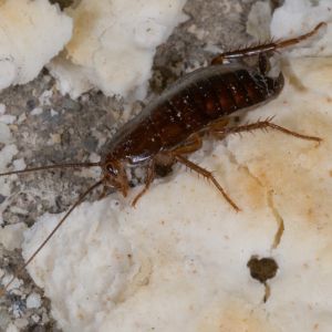 Oriental Cockroach