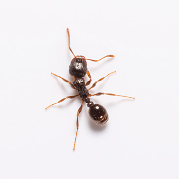 A1 Exterminators Pavement Ants Pest Control