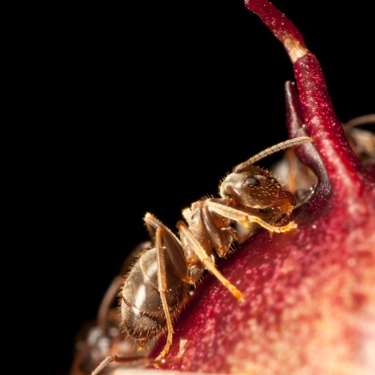 Pharaoh ant on a red object