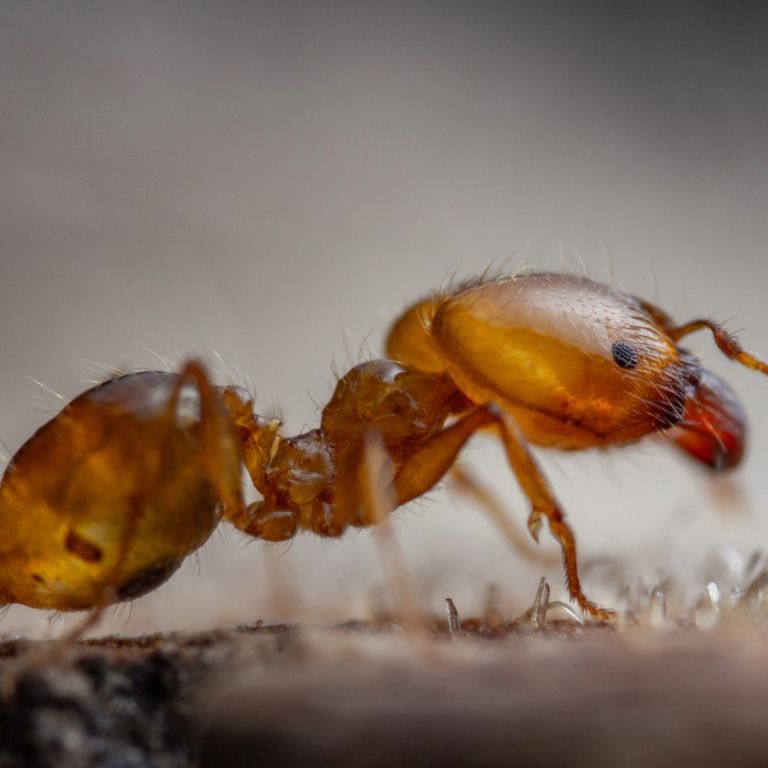 Pharaoh ant on the ground