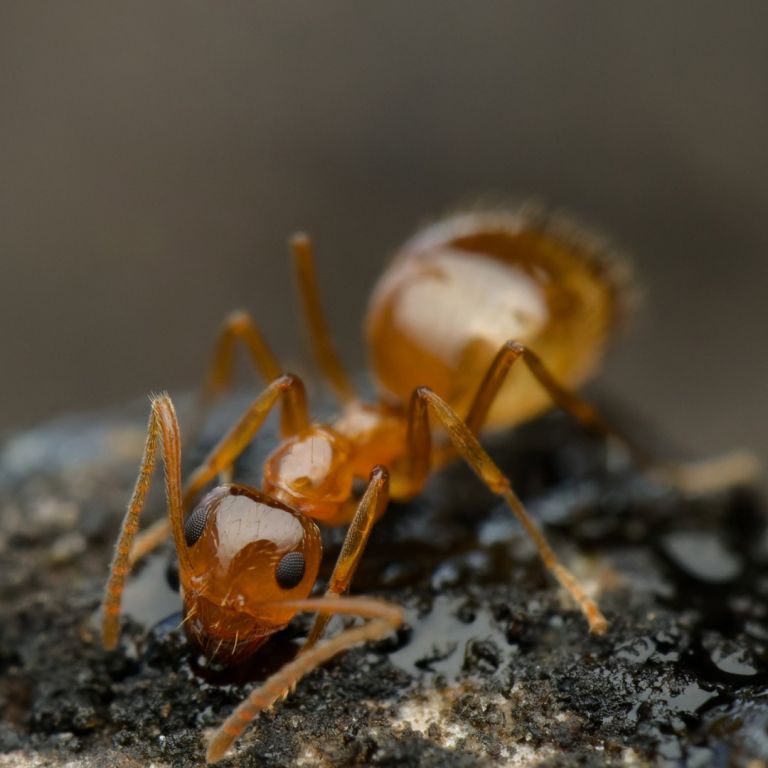 Pharaoh ant on the ground