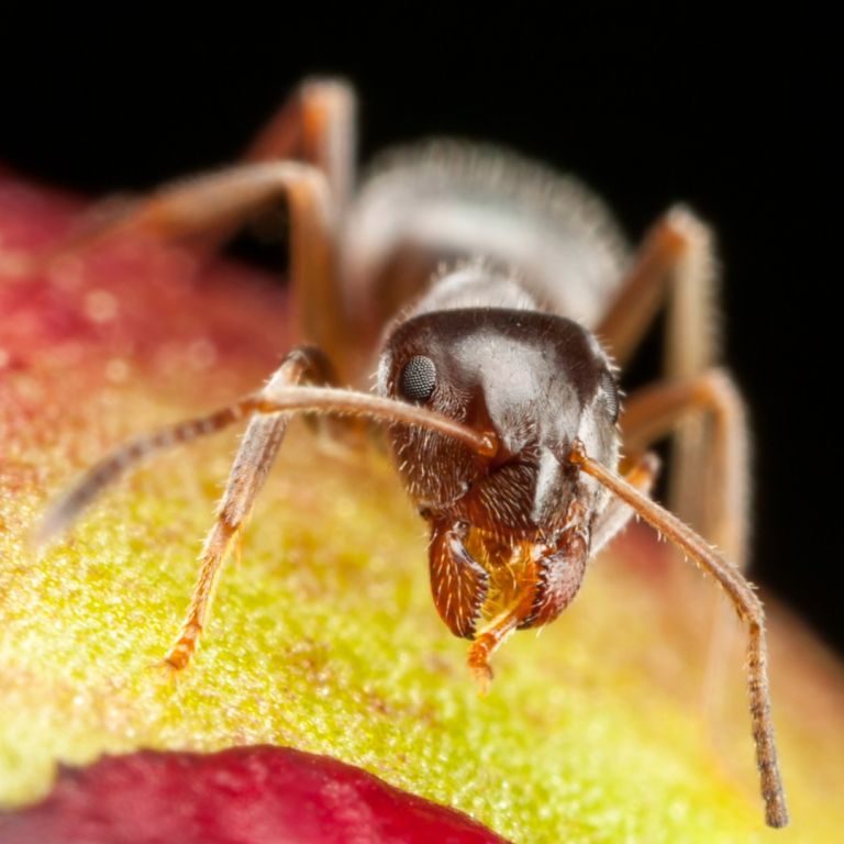 Pharaoh ant close-up