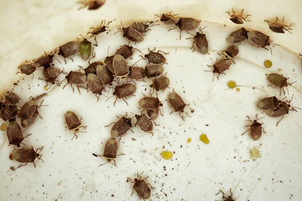 White surface full of stink bugs, insect invasion due to climate change