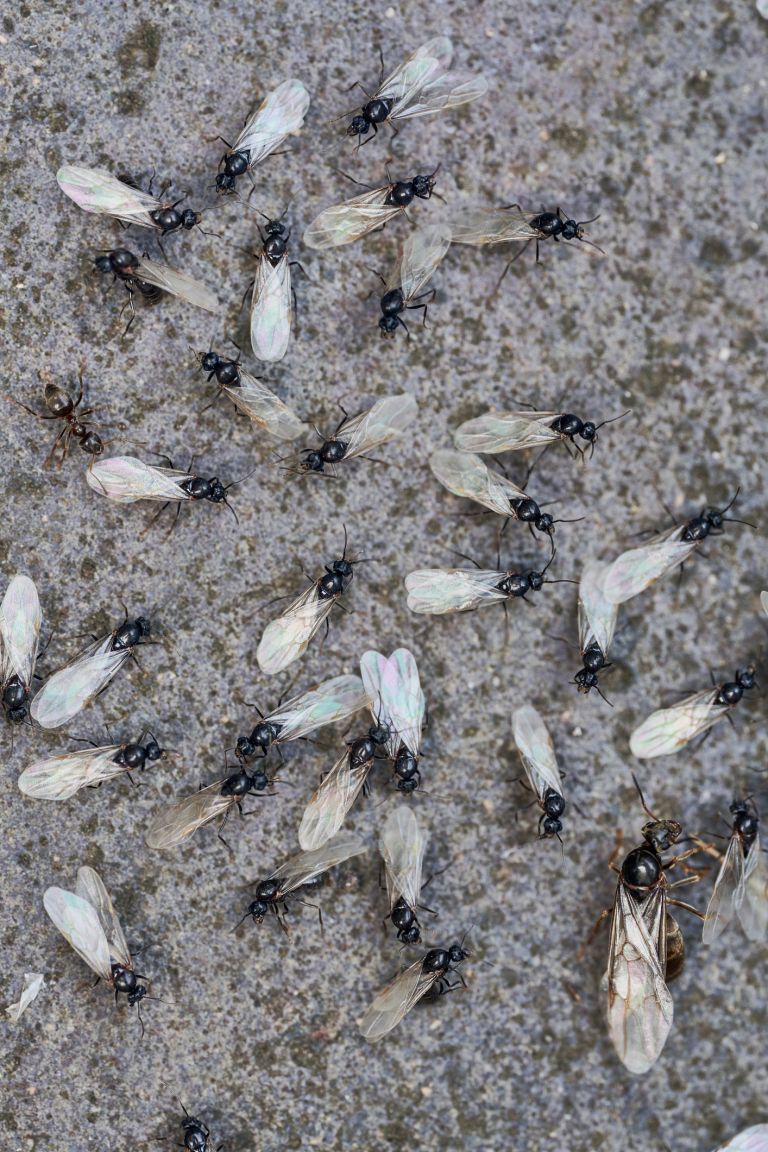Black Garden Ants swarming on a paving slab in summer UK