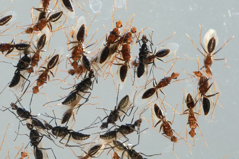 Close up mass of flying ants on glass window after heavy rain.