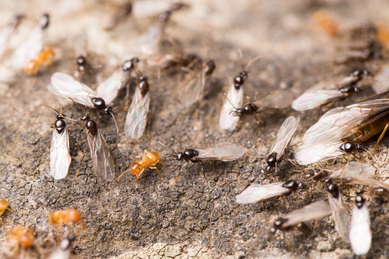Winged Myrmica Rubra ants swarming for mating during summer