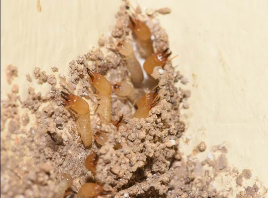 Colony of subterranean termites