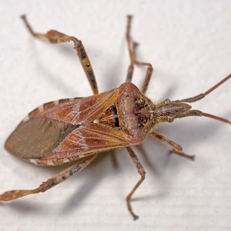 Western conifer seed bug on white surface
