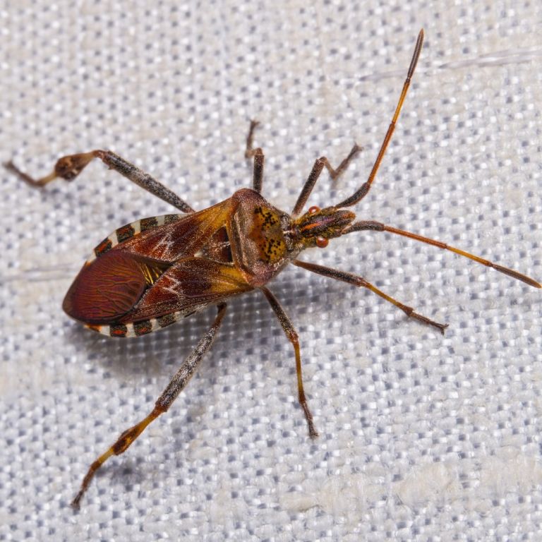 Western conifer seed bug on white surface
