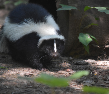 Really cute black and white skunk with a wet nose.