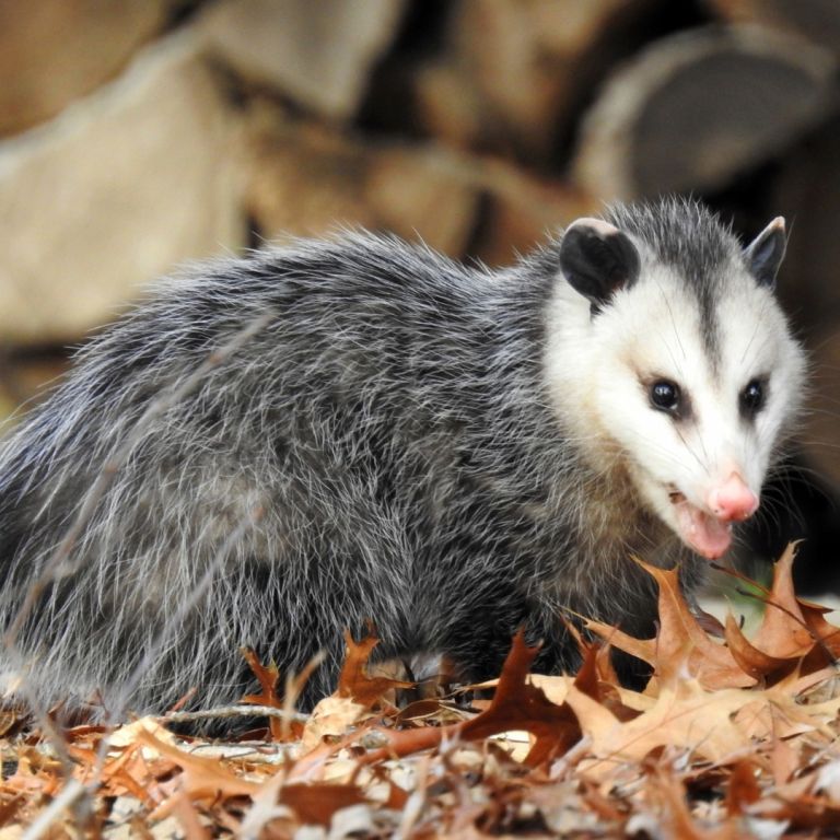 Opossum in leaves