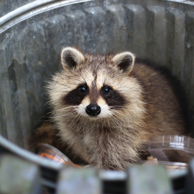 racoon in a trash bin