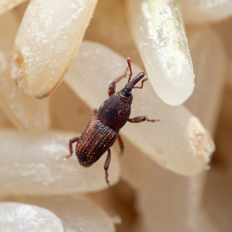Weevil on rice grains close-up