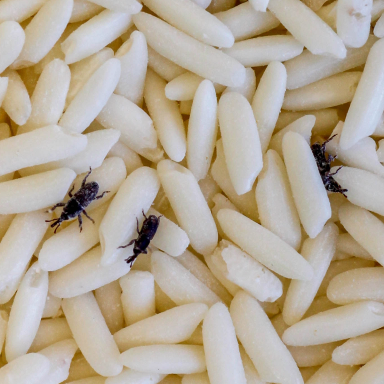 Weevil on rice grains