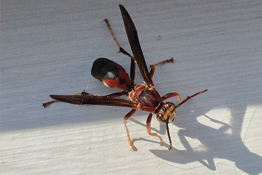 Paper wasp on pavement