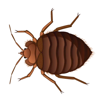 Bedbug New A1 Exterminators