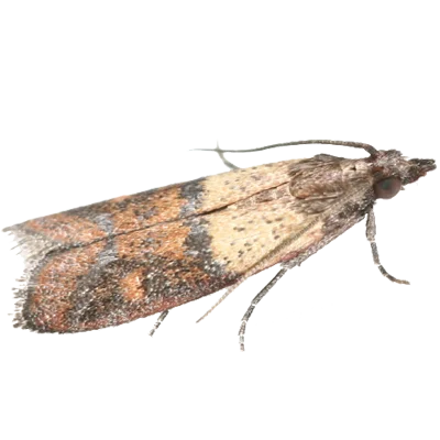 A1 Exterminators Meal Moth Pest Control