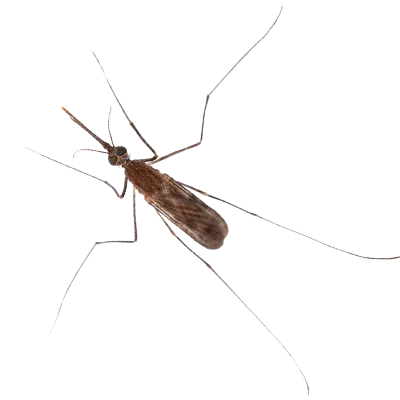 mosquito A1 Exterminators