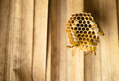 Beehive on wooden wall