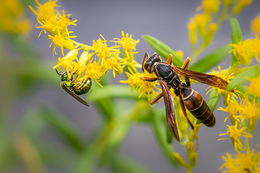 Wasp on green plant close-up