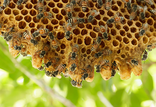 Honeycomb beehive outdoors