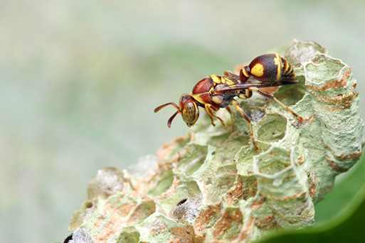 Honeycomb beehive outdoors