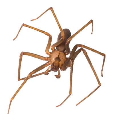 A1 Exterminators Spider Pest Control