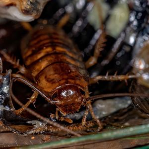 Wood Cockroach