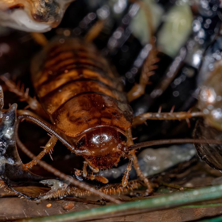 Close-up of cockroach infestation in dark corner.
