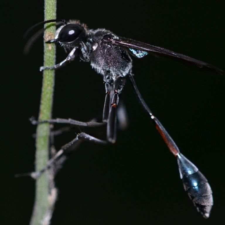 black and blue mud daube