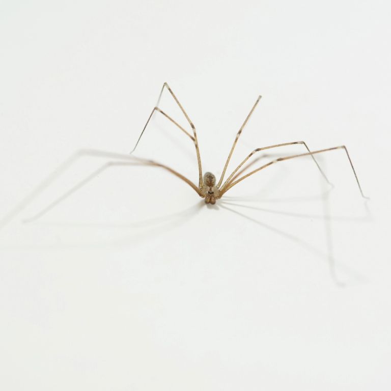 Cellar spider isolated on white wall