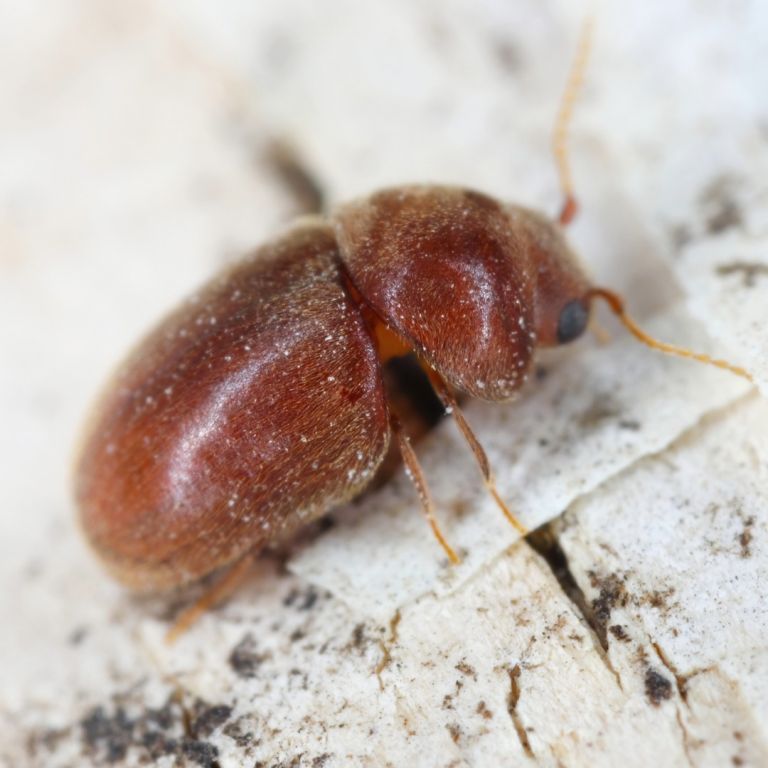 cig-beetle-1