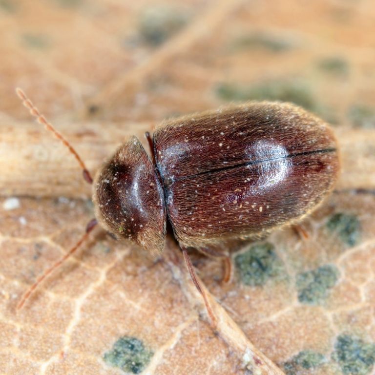 cig-beetle-2