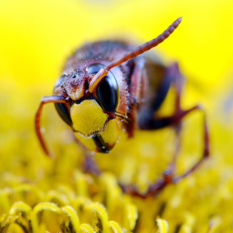 European wasp on top of flower.